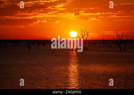 Meninne Australie, silhouette d'arbres morts avec ciel orange de coucher de soleil sur le lac Banque D'Images