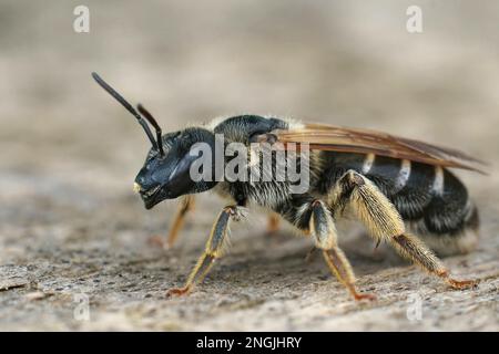 Gros plan détaillé sur une abeille de raie à l'extrémité méditerranéenne féminine, Halictus assis sur du bois Banque D'Images