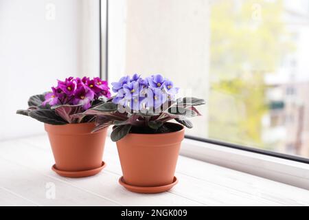 De magnifiques violettes en pot sur un rebord de fenêtre en bois blanc, un espace pour le texte. Plantes de maison délicates Banque D'Images