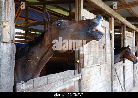 Image amusante d'un cheval riant et montrant ses dents Banque D'Images