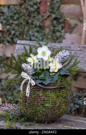 helleborus niger et branches de sapin en panier avec mousse dans le jardin Banque D'Images