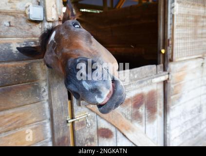 Image amusante d'un cheval riant et montrant ses dents Banque D'Images