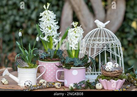 jardin de printemps avec jacinthes blanches et gouttes de neige en tasses Banque D'Images