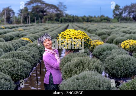 Les agriculteurs se préparent à récolter des fleurs pour le nouvel an lunaire 2023 à sa Dec City, province de Dong Thap, Vietnam Banque D'Images