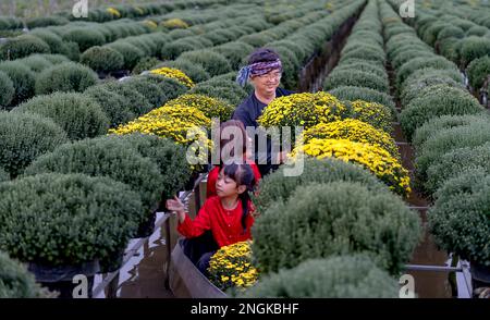 Les agriculteurs se préparent à récolter des fleurs pour le nouvel an lunaire 2023 à sa Dec City, province de Dong Thap, Vietnam Banque D'Images