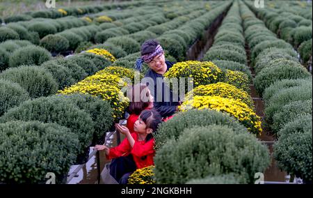 Les agriculteurs se préparent à récolter des fleurs pour le nouvel an lunaire 2023 à sa Dec City, province de Dong Thap, Vietnam Banque D'Images