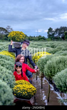 Les agriculteurs se préparent à récolter des fleurs pour le nouvel an lunaire 2023 à sa Dec City, province de Dong Thap, Vietnam Banque D'Images