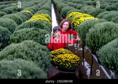 Les agriculteurs se préparent à récolter des fleurs pour le nouvel an lunaire 2023 à sa Dec City, province de Dong Thap, Vietnam Banque D'Images