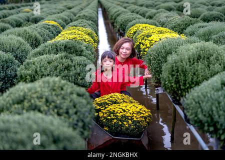 Les agriculteurs se préparent à récolter des fleurs pour le nouvel an lunaire 2023 à sa Dec City, province de Dong Thap, Vietnam Banque D'Images