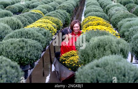 Les agriculteurs se préparent à récolter des fleurs pour le nouvel an lunaire 2023 à sa Dec City, province de Dong Thap, Vietnam Banque D'Images