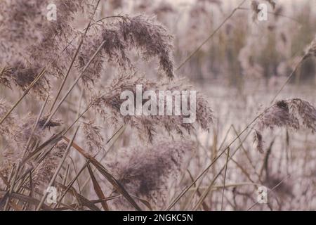 Un grand groupe de roseau commun Phragmites blowinf dans le vent. Banque D'Images