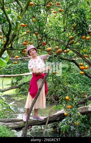 Belle touriste féminine dans un jardin de mandarine à sa Dec City, province de Dong Thap, Vietnam Banque D'Images