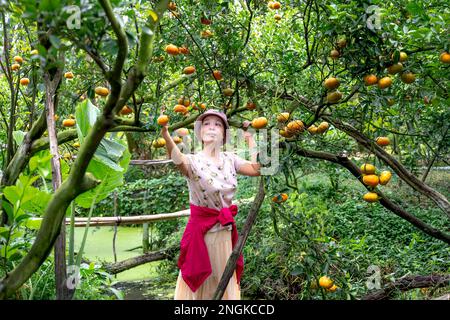 Belle touriste féminine dans un jardin de mandarine à sa Dec City, province de Dong Thap, Vietnam Banque D'Images