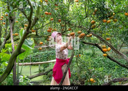 Belle touriste féminine dans un jardin de mandarine à sa Dec City, province de Dong Thap, Vietnam Banque D'Images