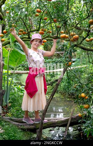 Belle touriste féminine dans un jardin de mandarine à sa Dec City, province de Dong Thap, Vietnam Banque D'Images