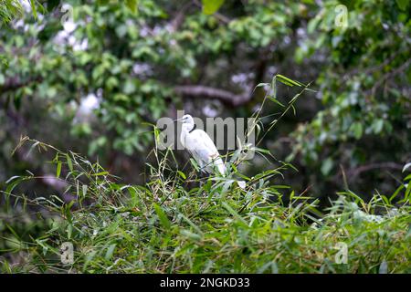 stork revenant à leurs nids au printemps, le nid du stork, les deux cigognes Banque D'Images