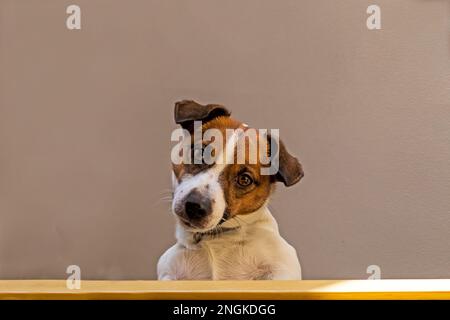 mignon jack russell terrier chiot semble surpris dans les escaliers. Vue de dessous Banque D'Images