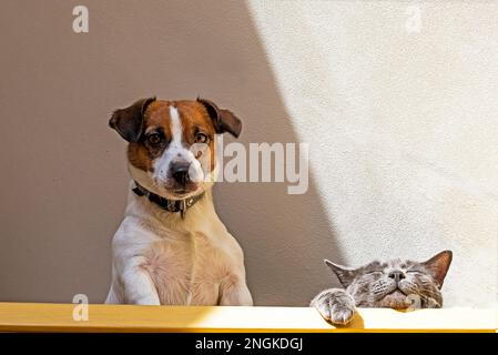 mignon jack russell terrier chiot garde le sommeil de son ami gris chat. Vue de dessous Banque D'Images