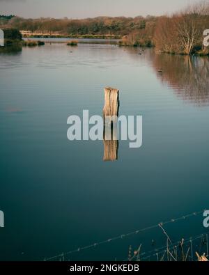 Un cliché vertical d'une bûche d'arbre sortant d'un lac inondé avec une clôture Banque D'Images