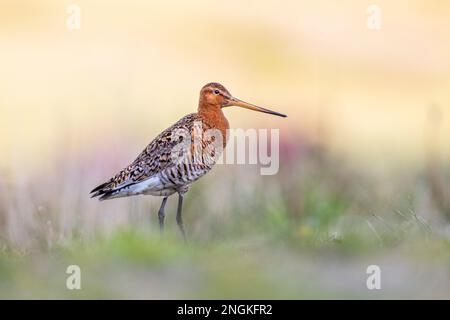 Godoub à queue noire ; Limosa limosa ; Royaume-Uni Banque D'Images