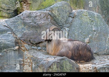 Himalayan Tahr (Hemitragus jemlahicus) se trouve et repose sur un rocher Banque D'Images