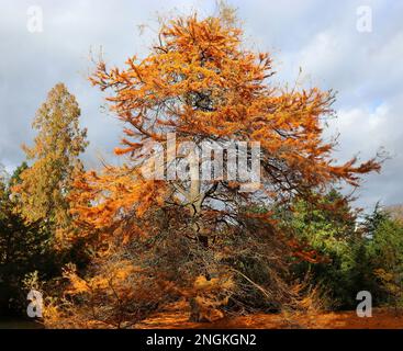 Un arbre de Larch doré (Pseudolarix amabilis) vu dans sa couleur d'automne (automne) contre un ciel orageux début novembre, dans le sud de l'Angleterre Banque D'Images