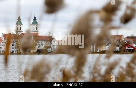 Bad Waldsee, Allemagne. 18th févr. 2023. Derrière les roseaux sur le lac de la ville l'église paroissiale de Saint Peter apparaît. Credit: Thomas Warnack/dpa/Alay Live News Banque D'Images