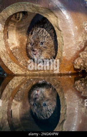 Le campagnol d'eau; Arvicola terrestris; à l'extrémité d'un tuyau Banque D'Images