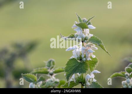 White Deadnettle ; album de Lamium ; Floraison ; Royaume-Uni Banque D'Images