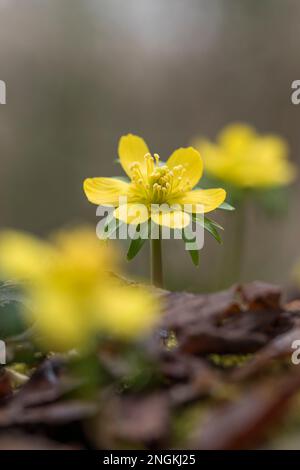 Aconite d'hiver; Eranthis hyemalis; Floraison; Royaume-Uni Banque D'Images