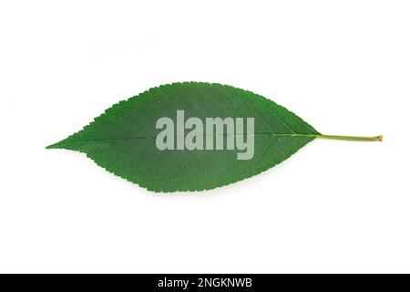 Feuille de cerise isolée sur fond blanc. Vue de dessus Banque D'Images