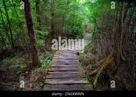 Le sentier menant à la plage Shi Shi dans le parc national olympique mène aux terres tribales de Makah, État de Washington, États-Unis Banque D'Images