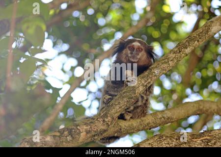 Macaco Prego, même vivant dans la nature, est très familier avec les êtres humains. Banque D'Images