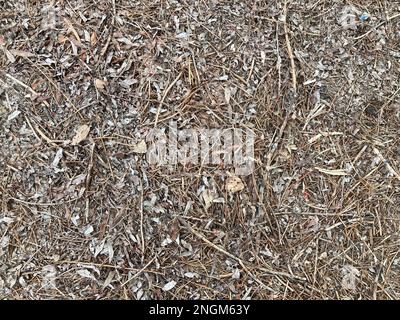 Beaucoup de feuilles tombées, parc d'automne, tapis de feuilles mortes sèches sur le sol de la forêt. Texture des feuilles et des branches tombées. Litière forestière Banque D'Images