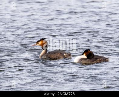 Une paire de grands grebes à crête élégante, (Podiceps cristatus), sur un lac à Fleetwood, Blackpool, Lancashire, Royaume-Uni Banque D'Images