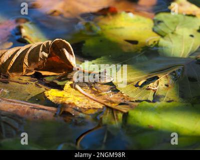 Grenouille d'eau (Pélophylax) assise sur un congé dans un lac bavarois en automne entre le feuillage coloré Banque D'Images