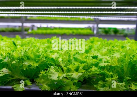 Feuilles de plantes fraîches dans la lumière vive des lampes d'une ferme verticale hydroponique. Banque D'Images