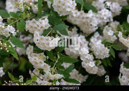 Spiraea chamaedryfolia ou germander fleurs blanches de spirée à feuilles de limon ou d'orme avec fond vert. Magnifique Spiraea chamaetryfolia Banque D'Images