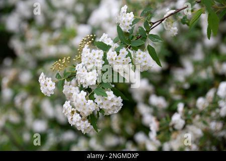 White spiraea Meadowsudes bush en fleur. Bourgeons et fleurs blanches de germander Meadowsweet. Arrière-plan délicat avec petites fleurs blanches Banque D'Images