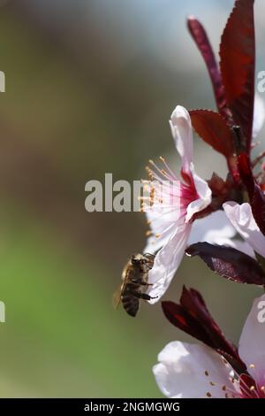 Abeille collectant le pollen de la fleur de cerisier à l'extérieur, en gros plan. Printemps Banque D'Images