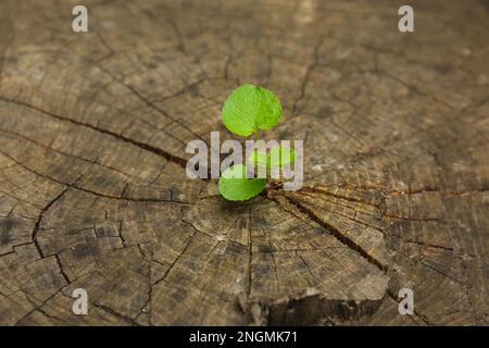 Jeune plantule qui pousse à partir d'une souche d'arbre, en gros plan. Nouveau concept de vie Banque D'Images