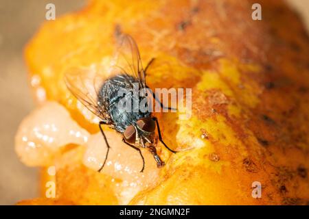 Photo macro d'une mouche de la maison, (Musca domestica). se nourrir de poires en décomposition sur le sol en plein soleil d'automne. Banque D'Images