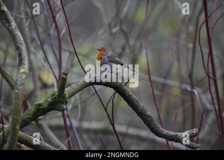 Robin européenne (erithacus rubecula) perchée au-dessus d'une branche d'arbre en décomposition voûtée, dans le profil gauche, milieu de l'image, regardant les Skywards au Royaume-Uni Banque D'Images