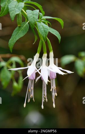 Feuillage d'automne et trois délicates fleurs rose pâle de fuchsia blanc chevalier noir dans le jardin du Royaume-Uni novembre Banque D'Images