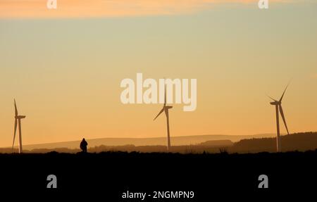 Un chien seul marche en silhouette sur un horizon proche avec des éoliennes à une distance proche, mis en évidence par un soleil d'hiver bas donnant une lueur dorée Banque D'Images