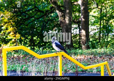 Magpie perchée sur un rail à Ormeau Park Belfast Banque D'Images