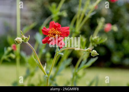 Le Geum rouge fleurit en mai, variété Scarlet Tempest Banque D'Images