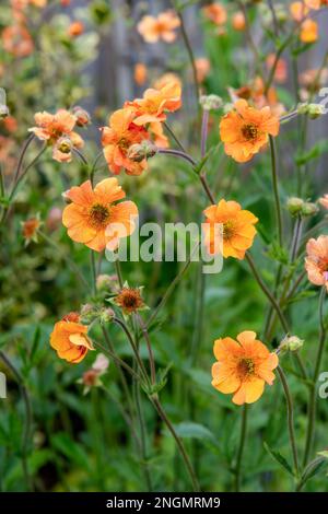 Geum 'totalement Tangerine' en pleine fleur en mai Banque D'Images