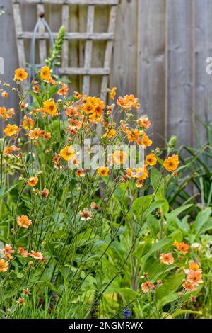 Geum 'totalement Tangerine' en pleine fleur en mai Banque D'Images