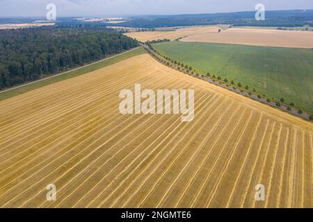 Champ de céréales Banque D'Images